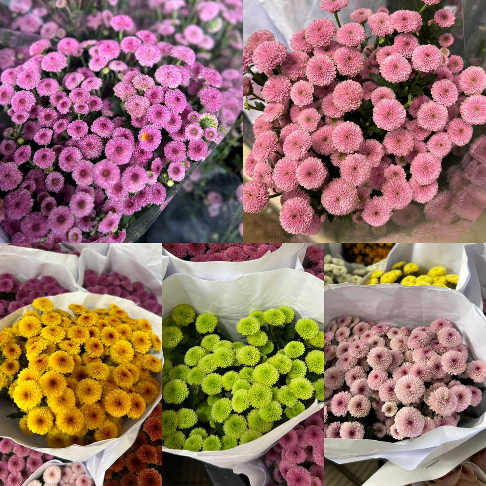 Krisan pompom