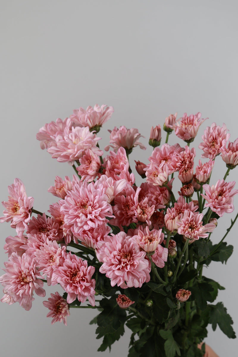 Aster Pink Muda