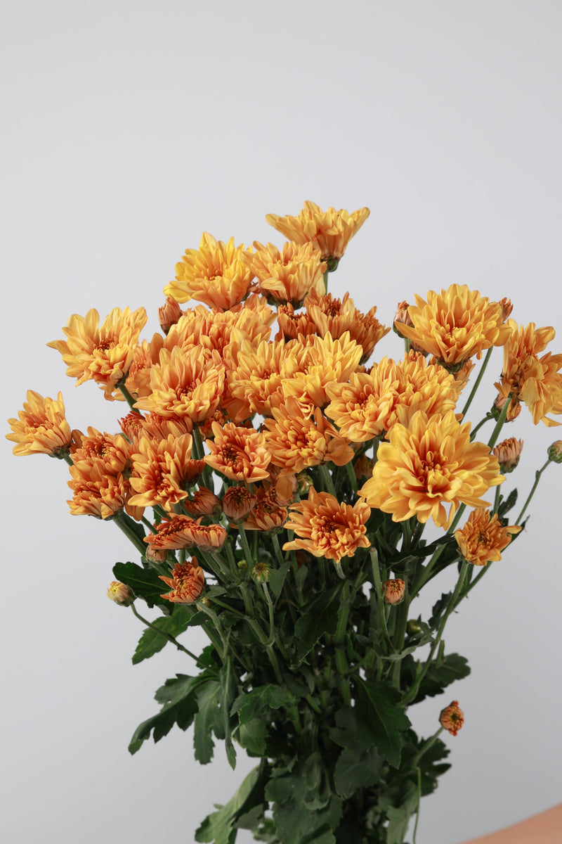 Aster Oranye