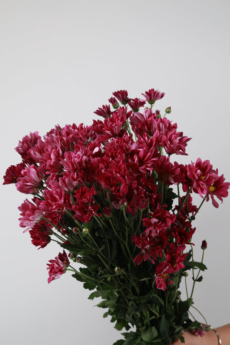 Aster Pink