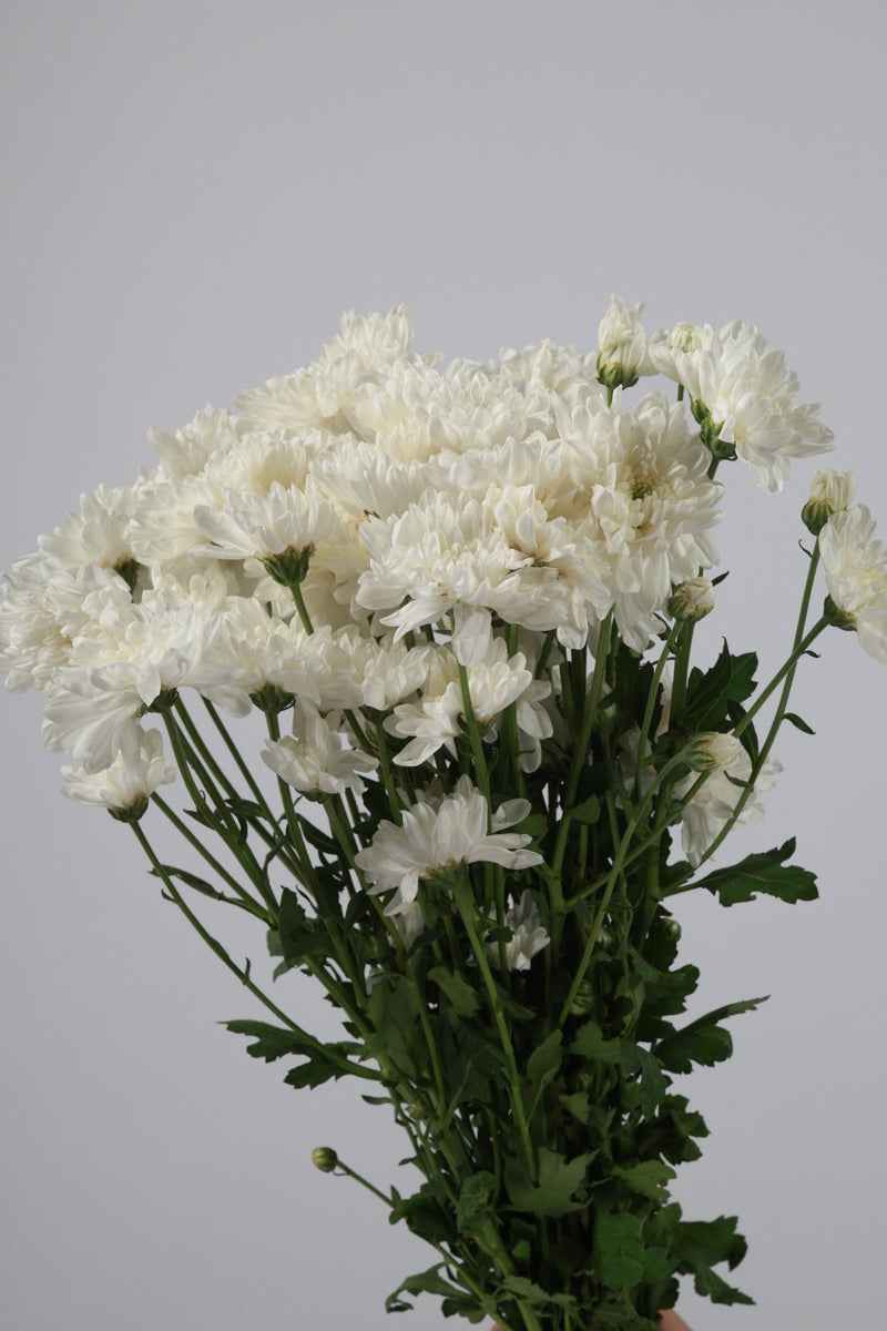 Aster Putih