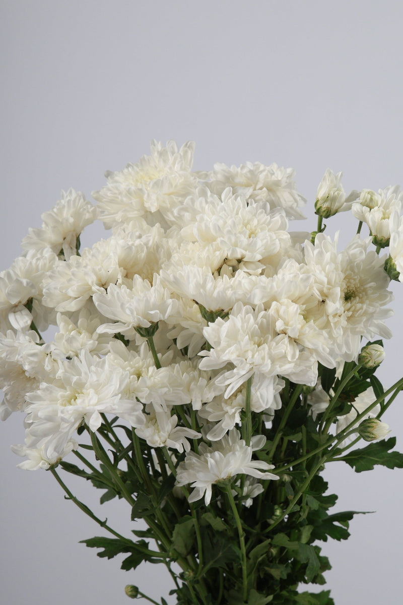 Aster Putih