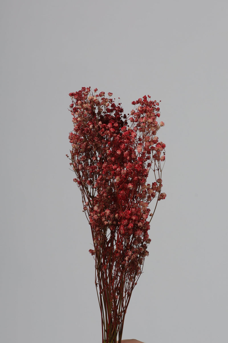Casdea / Caspia Kering Merah