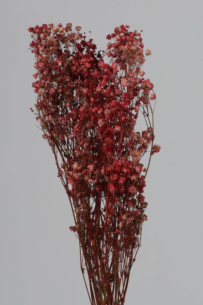 Casdea / Caspia Kering Merah