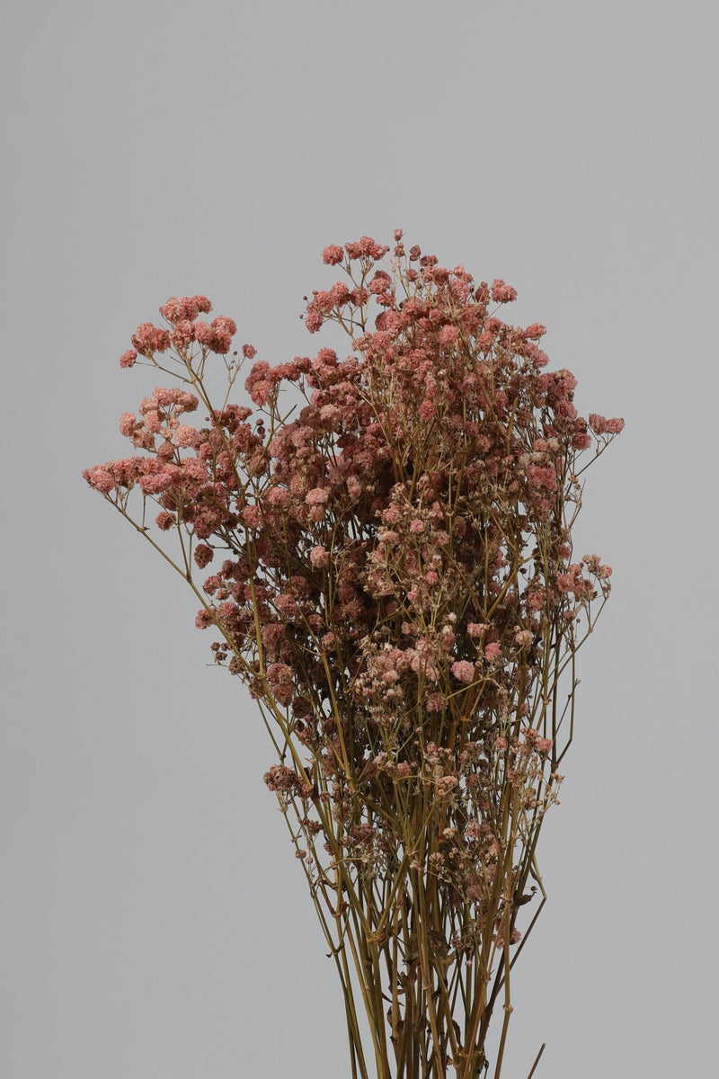 Casdea / Caspia Kering Pink