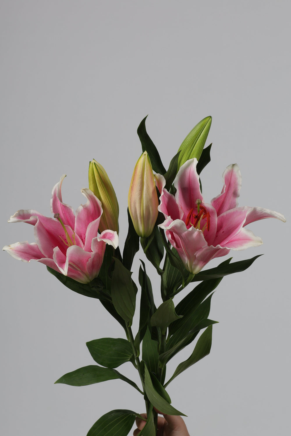 Bunga Lily