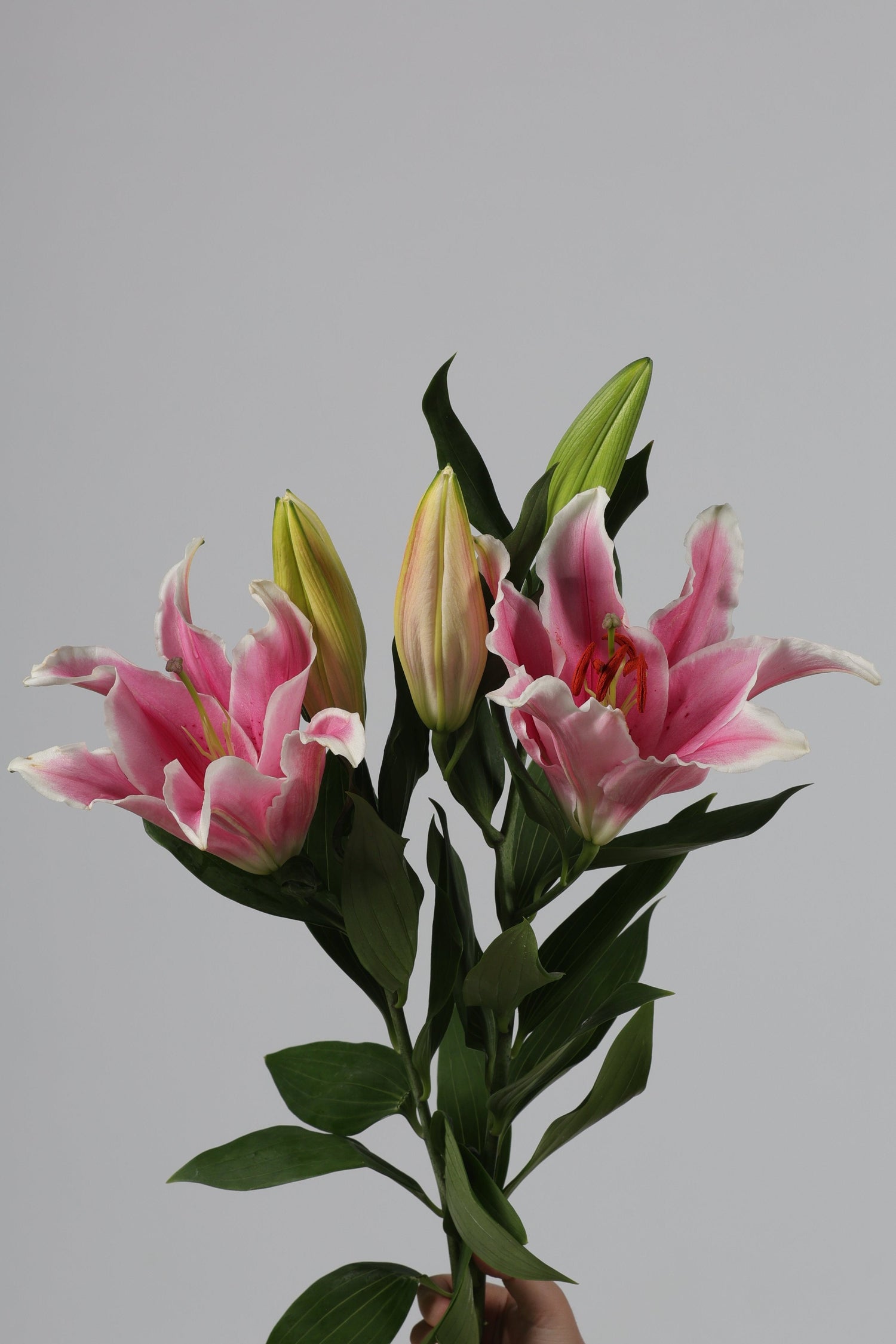 Bunga Lily