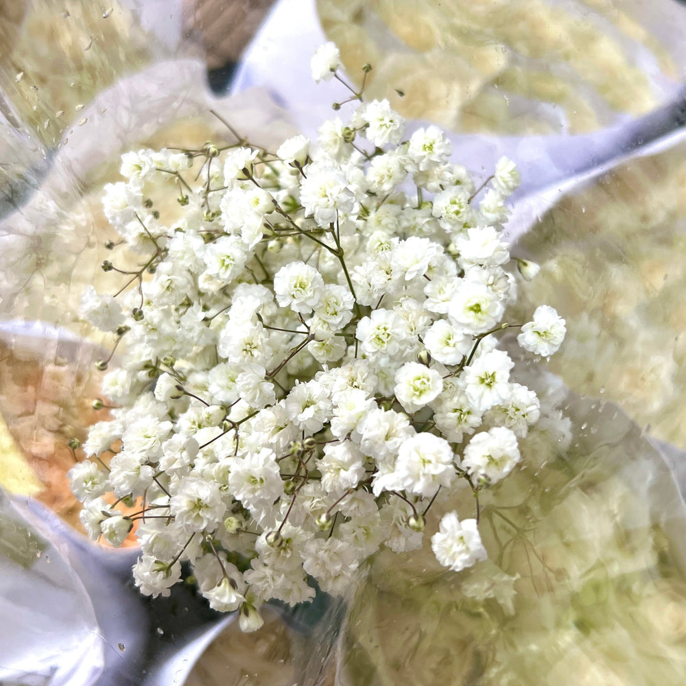 Baby Breath