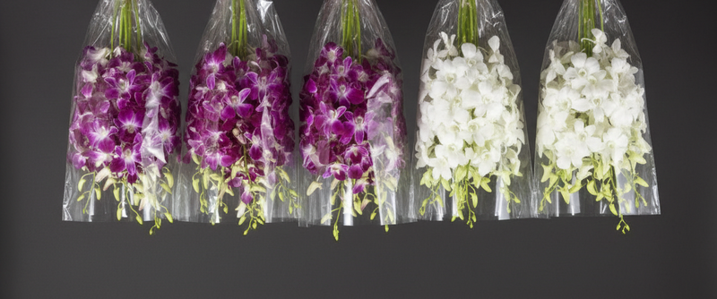 Anggrek Dendrobium