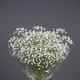 Baby breath