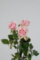 Mawar Pink Muda