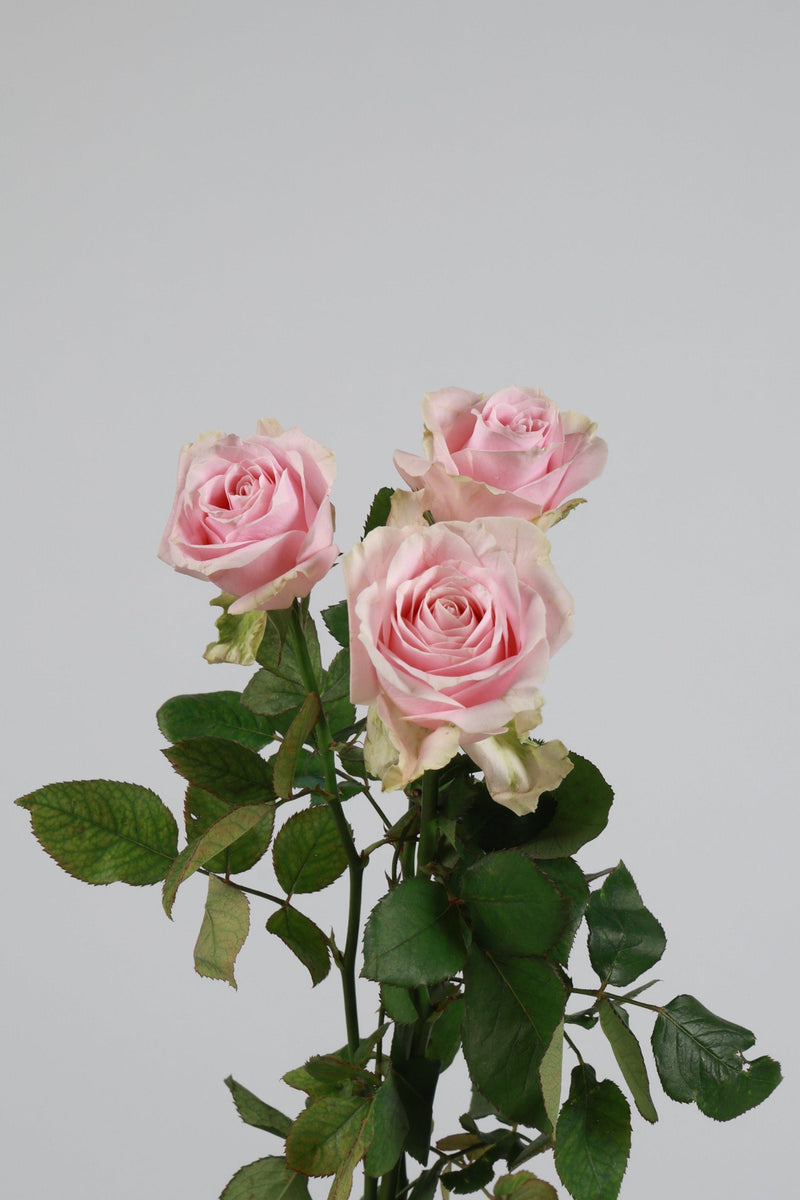 Mawar Pink Muda
