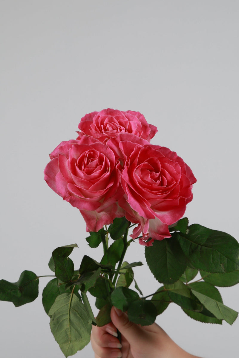 Mawar Pink
