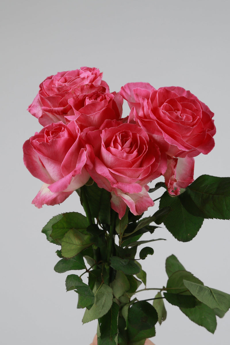 Mawar Pink