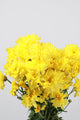 Aster Kuning