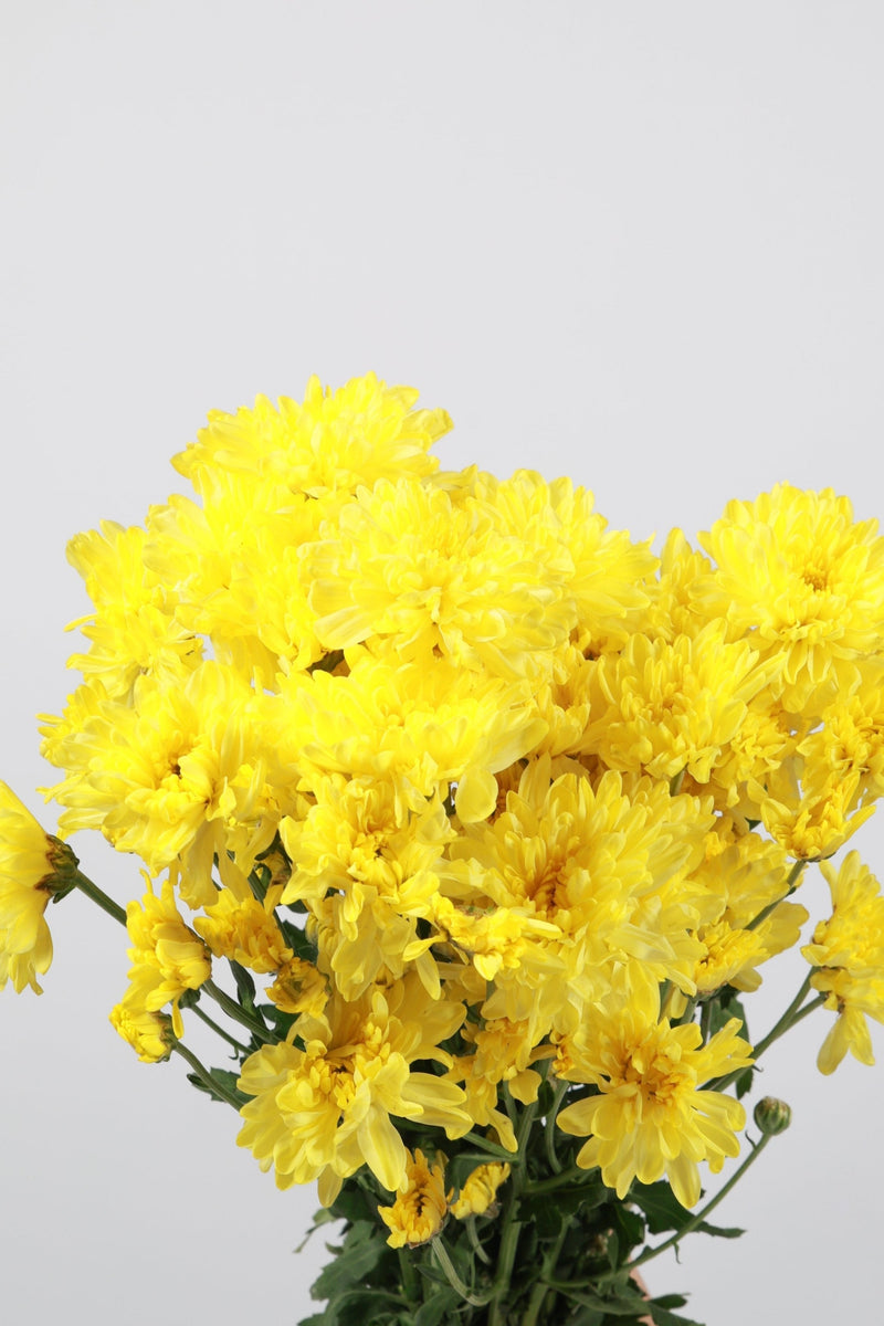 Aster Kuning