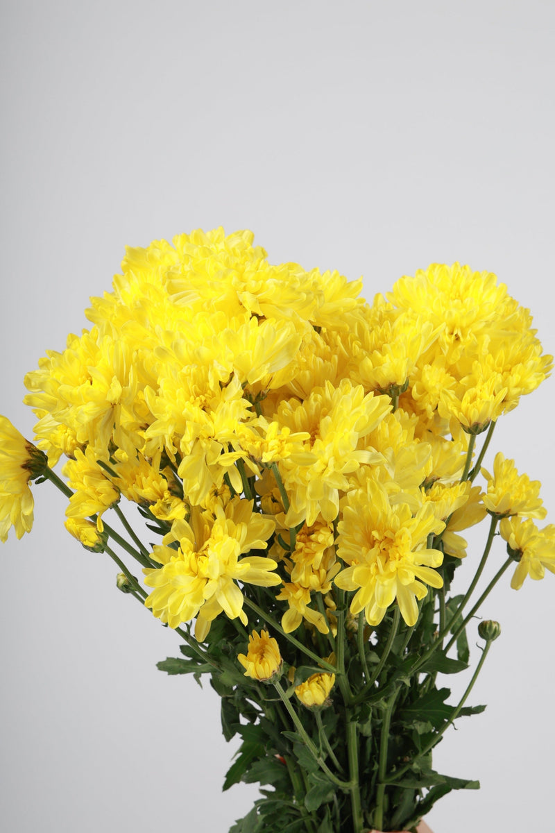Aster Kuning