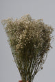 Baby Breath Kering