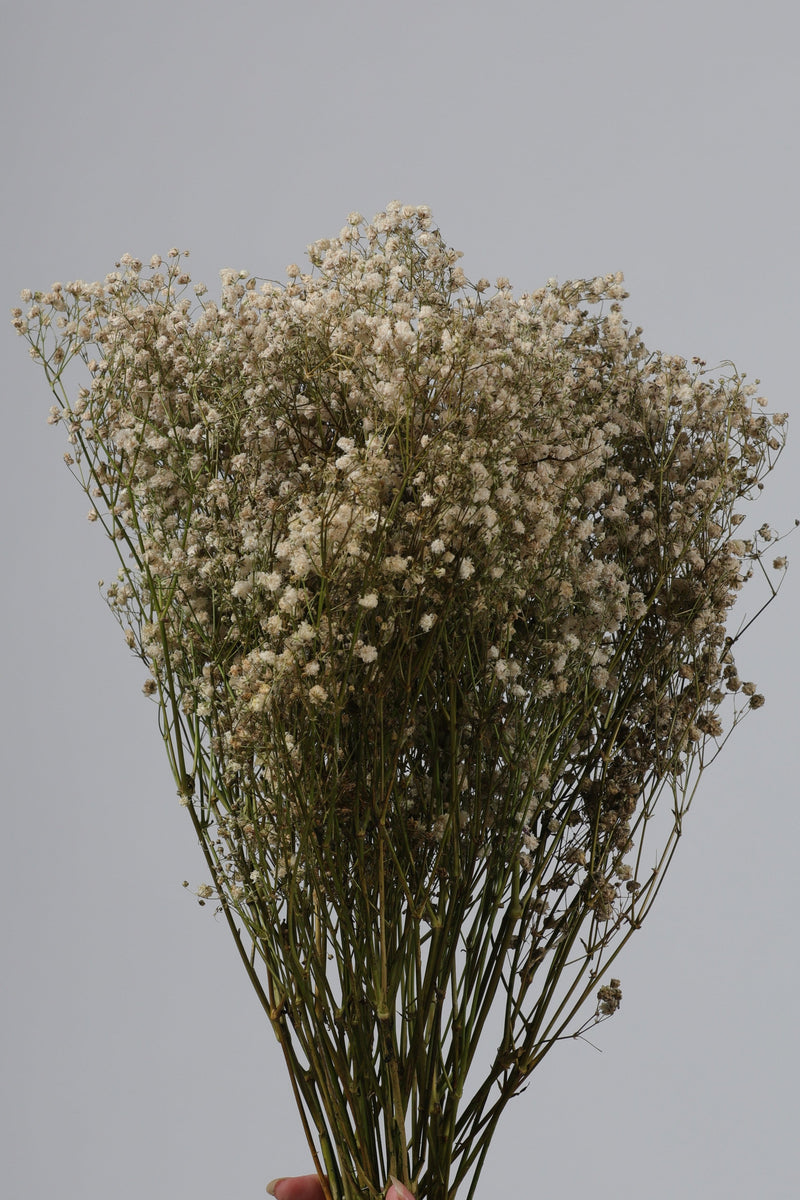 Baby Breath Kering