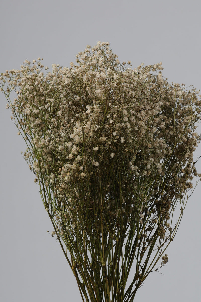 Baby Breath Kering