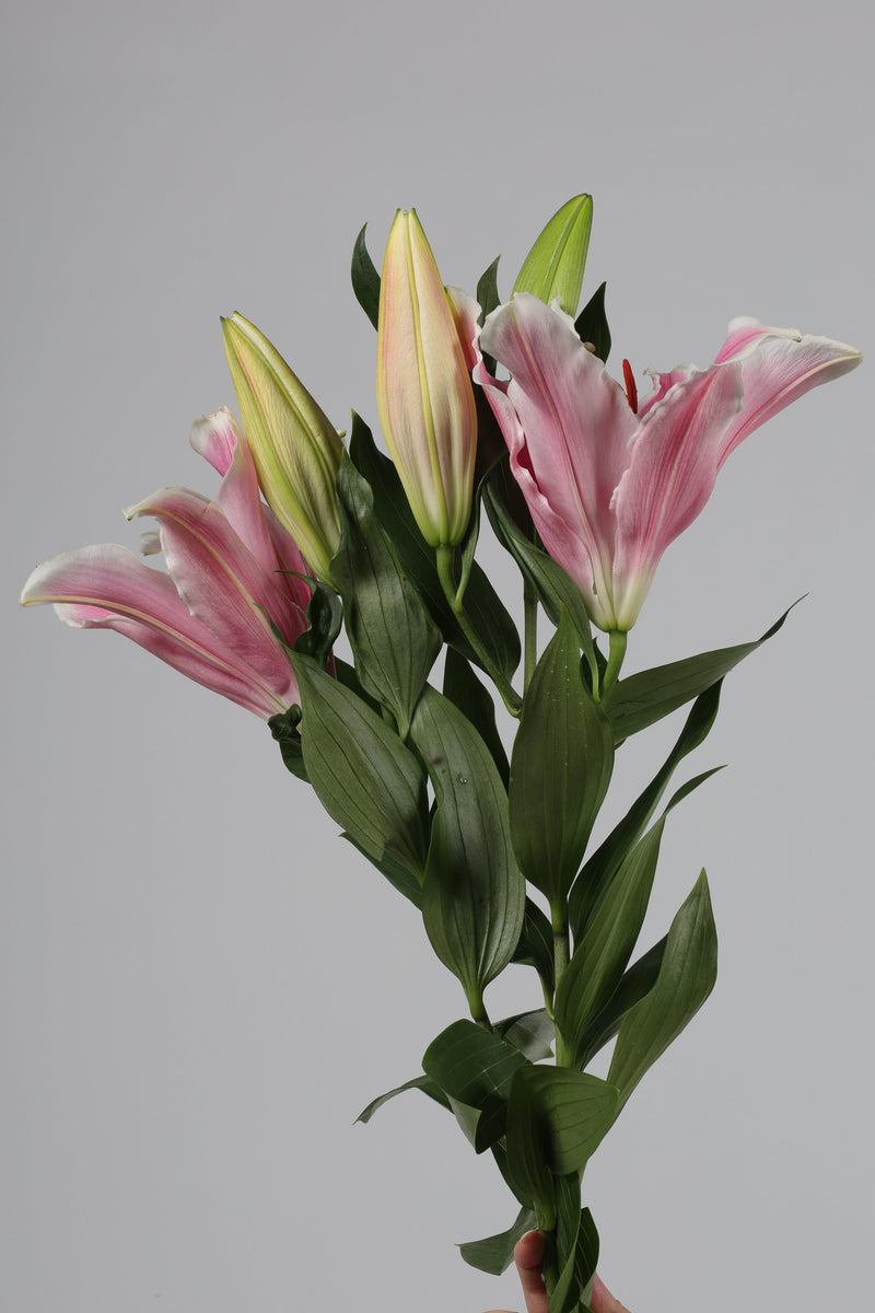 Lily Casablanca