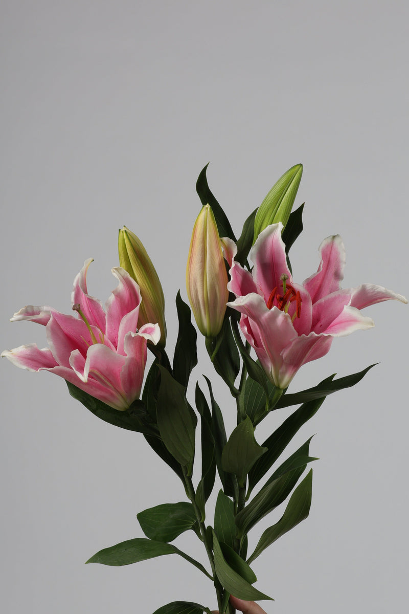 Lily Casablanca