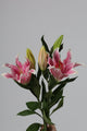 Lily Casablanca