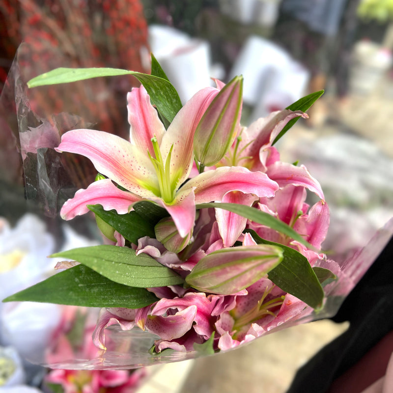 Oriental Lily