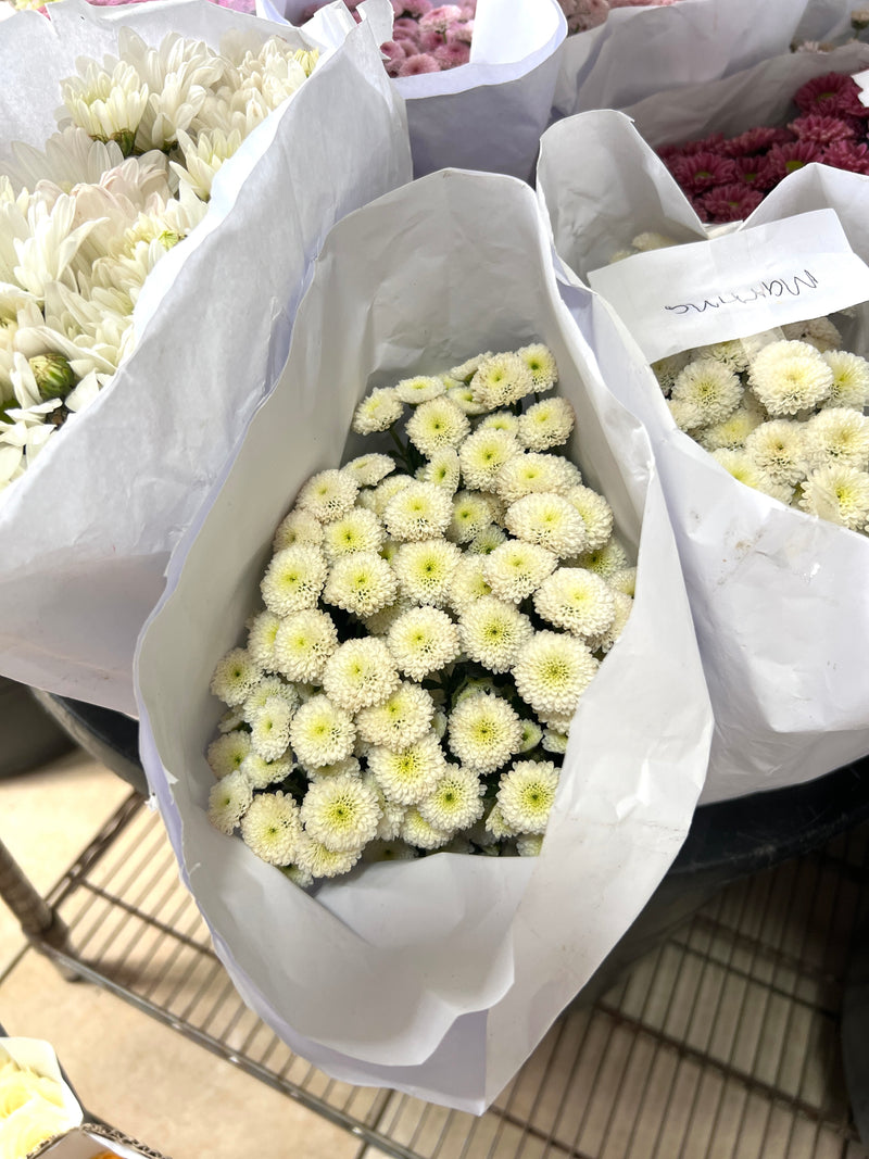 Krisan Pompom