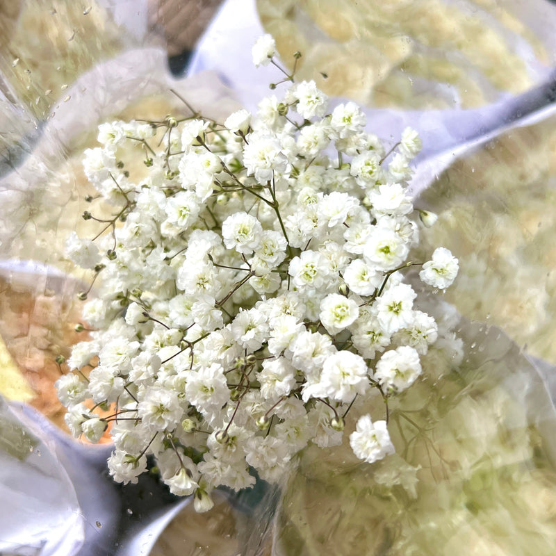 Baby breath
