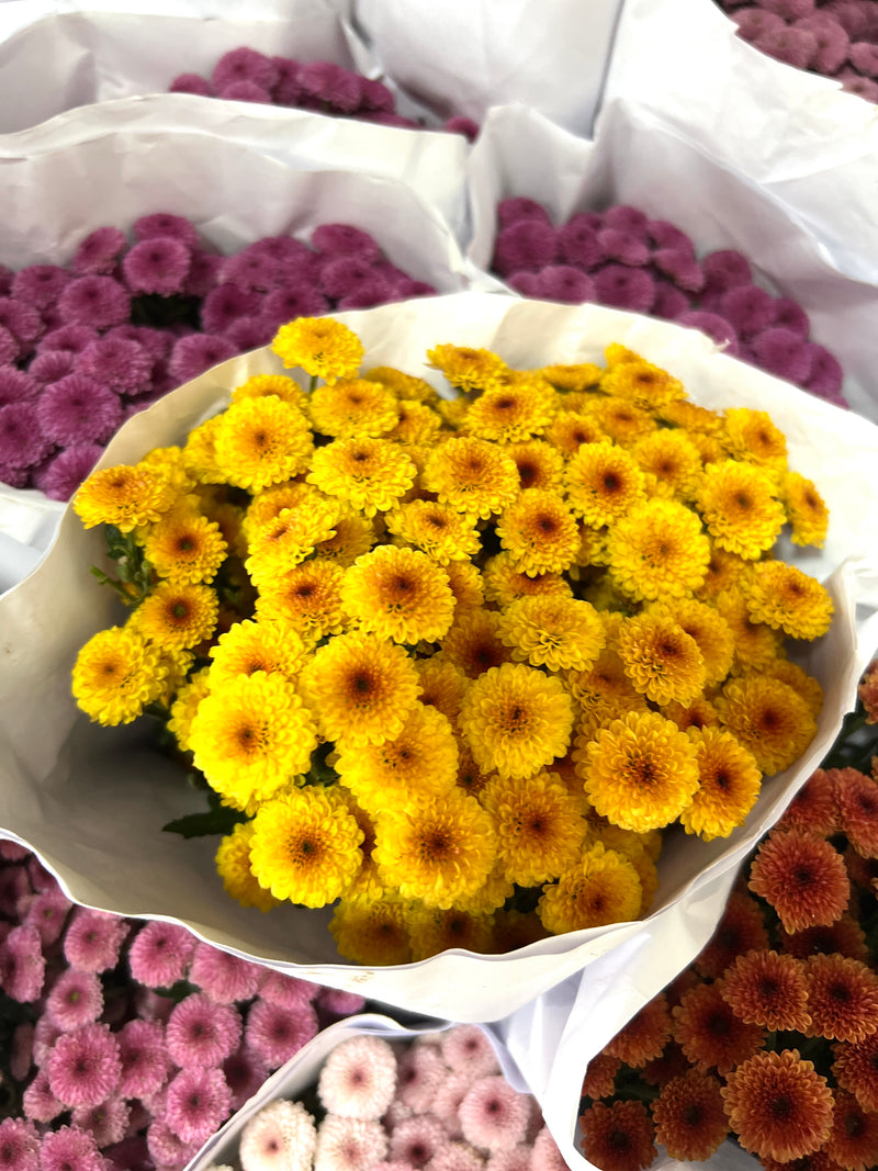 Krisan Pompom