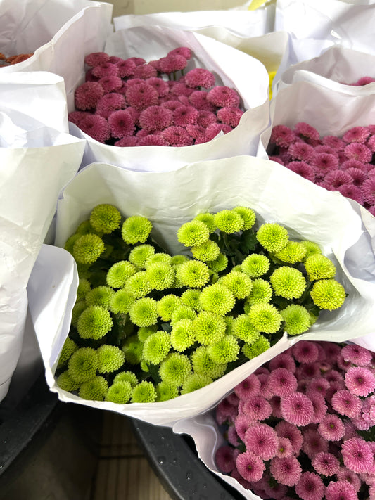 Krisan Pompom
