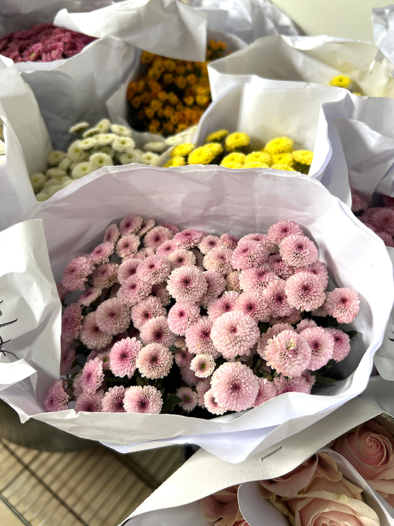 Krisan Pompom