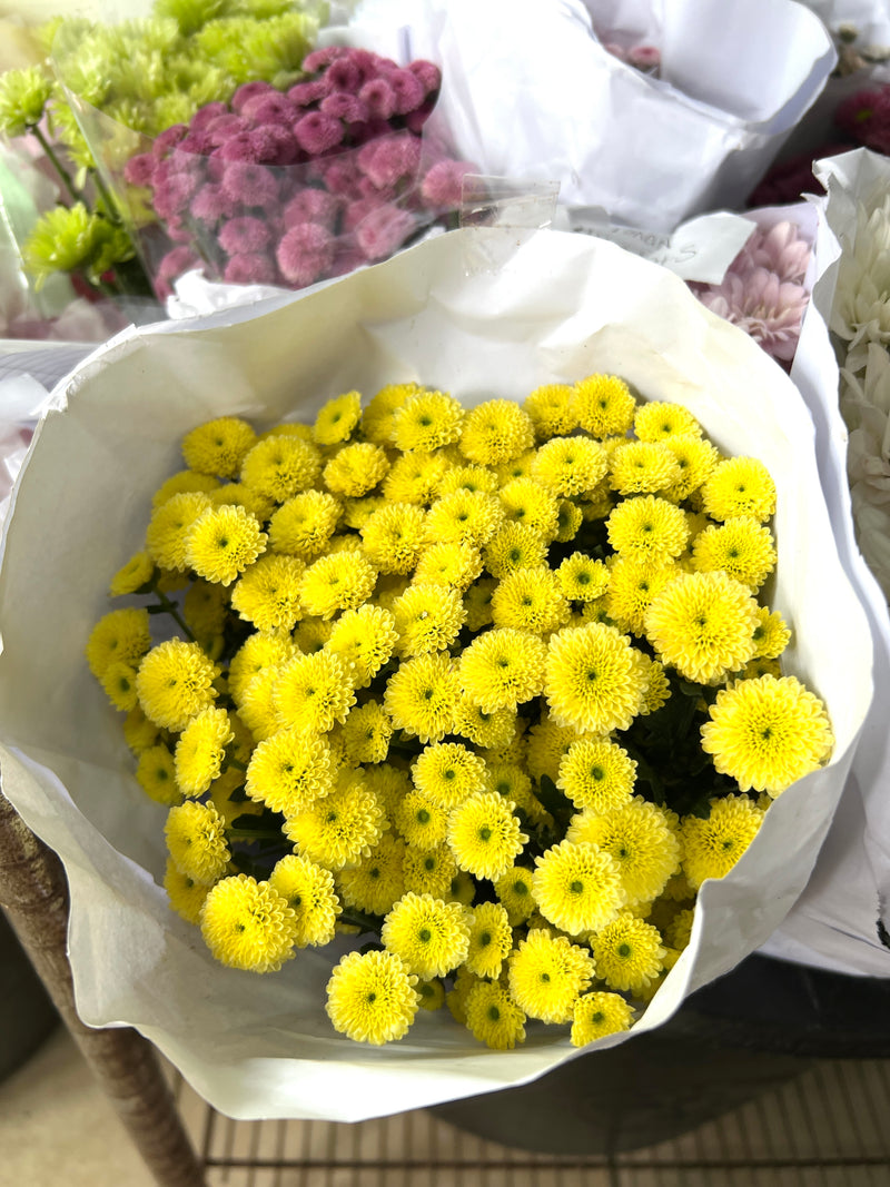 Krisan Pompom