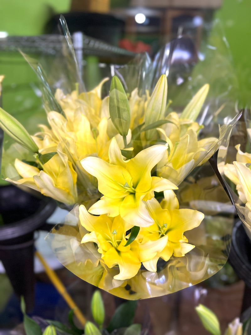 Asiatic Lily
