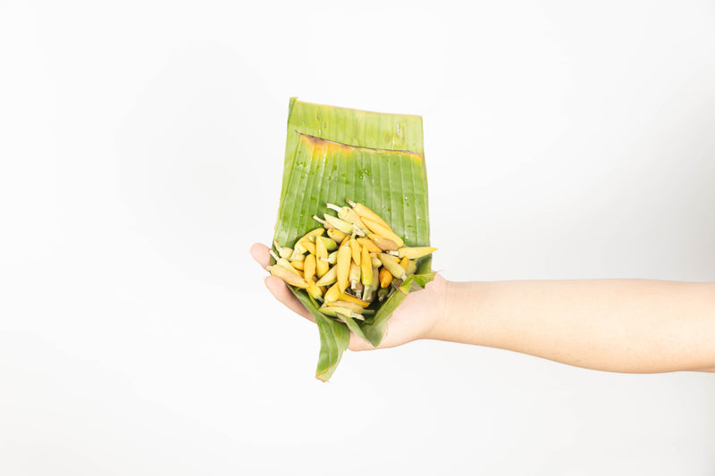 Kantil Atau Cempaka Kuning