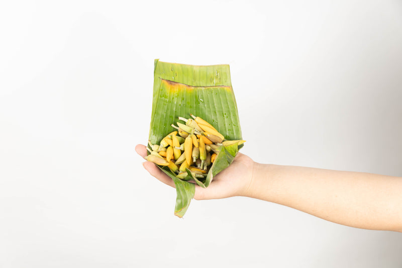 Kantil Atau Cempaka Kuning