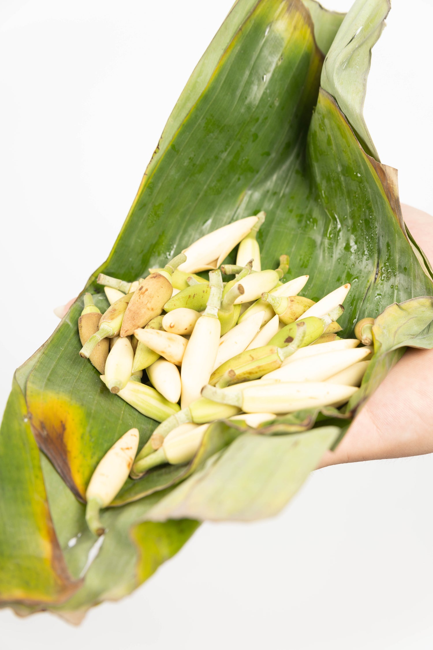 Kantil Atau Cempaka Putih