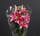 Oriental Lily